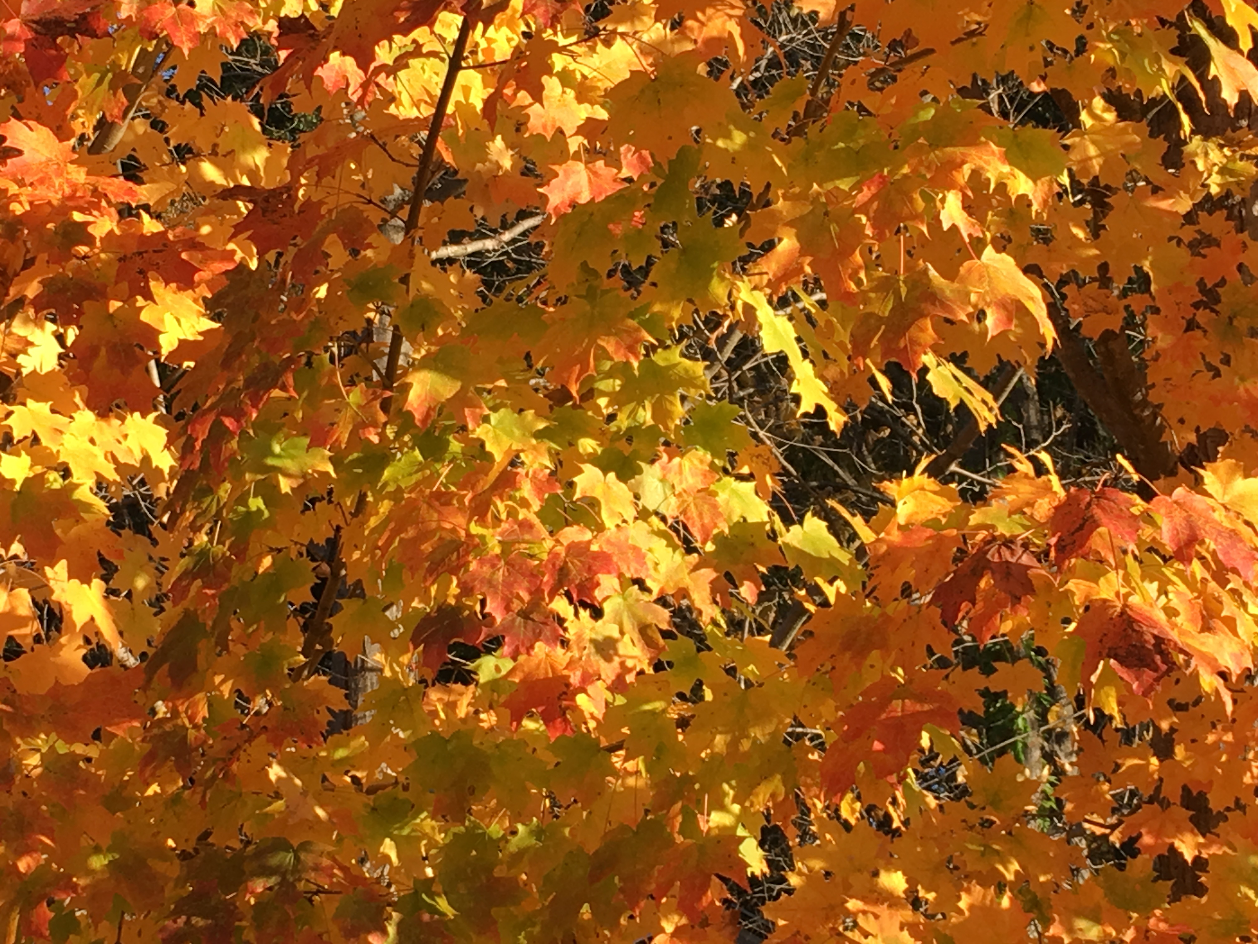 Transition to PBL Math